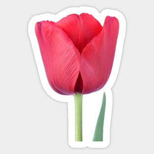 Tulip Sticker